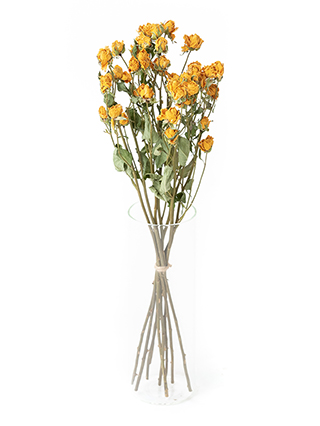 【ドライ】スプレーバラ サニーシンディ