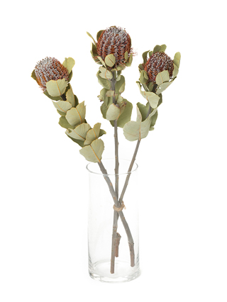 【ドライ】バンクシア　ココシニア