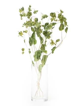 【ドライ】ブプレリウム(緑)　品種おまかせ