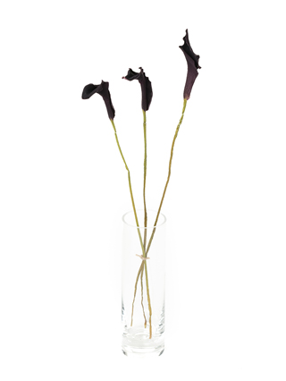 【ドライ】カラー　カントール