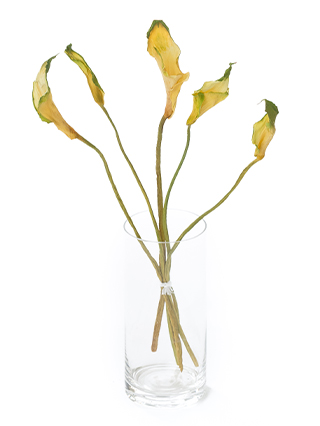 【ドライ】カラー(緑)　品種おまかせ