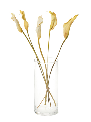 【ドライ】カラー(白) 品種おまかせ