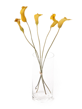 【ドライ】カラー(黄)　品種おまかせ