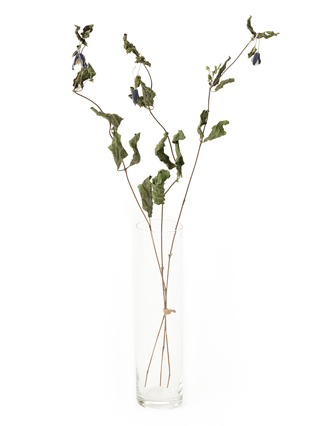 【ドライ】クレマチス(紫)　品種おまかせ