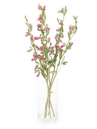 【ドライ】カンパニュラ(ピンク)　品種おまかせ