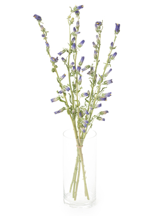 【ドライ】カンパニュラ(紫)　品種おまかせ