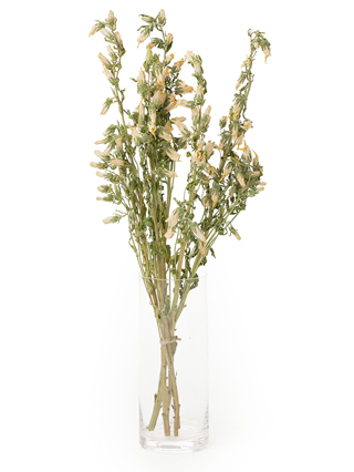 【ドライ】カンパニュラ(白)　品種おまかせ