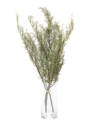 【ドライ】コニファー　ブルーアイス