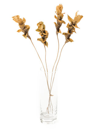 【ドライ】クルクマ　エメラルドパゴダ