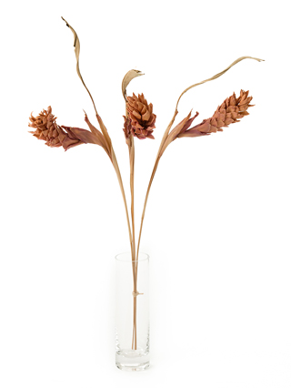 【ドライ】クルクマ(ピンク)　品種おまかせ