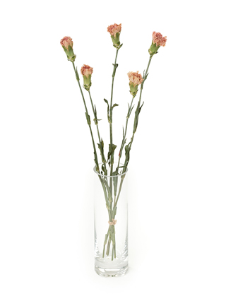 【ドライ】カーネーション ドンセル