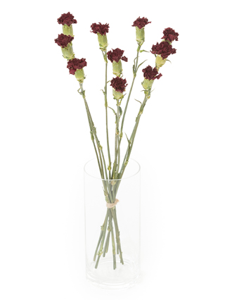 【ドライ】カーネーション　ドンペドロ