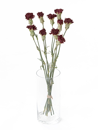 【ドライ】カーネーション　エクセリア