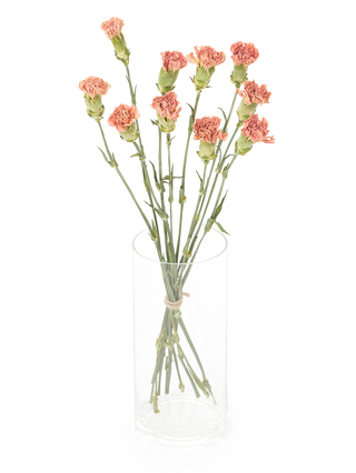 【ドライ】カーネーション　ライオンキング