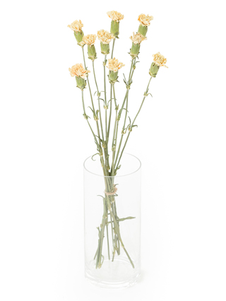 【ドライ】カーネーション　ムーンライト