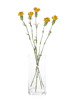 【ドライ】カーネーション ミモザ