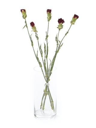 【ドライ】カーネーション マスター