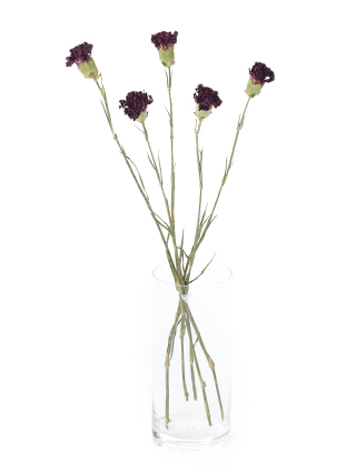 【ドライ】カーネーション ノビオバイオレット