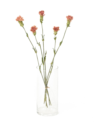 【ドライ】カーネーション(ピンク) 品種おまかせ