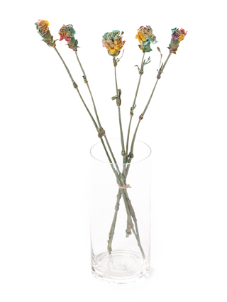 【ドライ】カーネーション レインボー