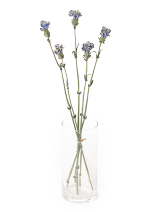 【ドライ】カーネーション　ティントラベンダー