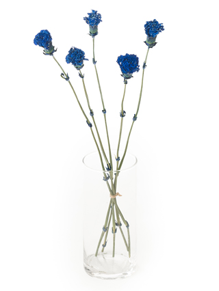 【ドライ】カーネーション　ティントロイヤルブルー