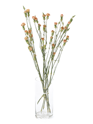 【ドライ】スプレーカーネーション ハマダ