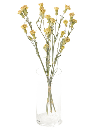 【ドライ】スプレーカーネーション ラゴス