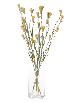 【ドライ】スプレーカーネーション ミニオン