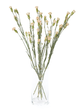 【ドライ】スプレーカーネーション マントバ