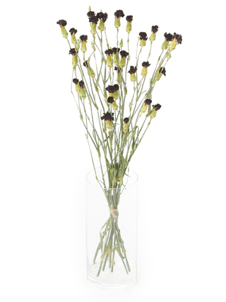 【ドライ】スプレーカーネーション(濃ピンク) 品種おまかせ