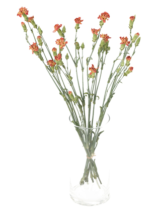 【ドライ】スプレーカーネーション(オレンジ) 品種おまかせ