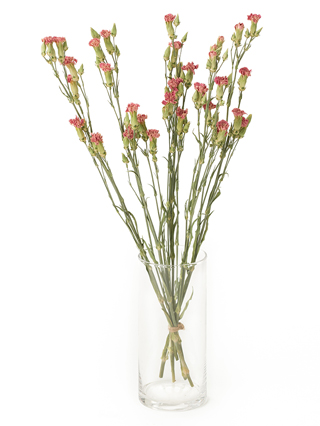 【ドライ】スプレーカーネーション(ピンク) 品種おまかせ