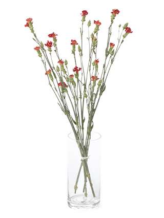 【ドライ】スプレーカーネーション　オレンジカスタード