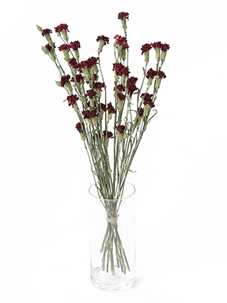 【ドライ】スプレーカーネーション ピアフ