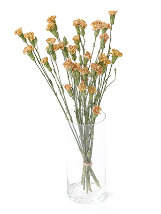 【ドライ】スプレーカーネーション セーラームーンオレンジ