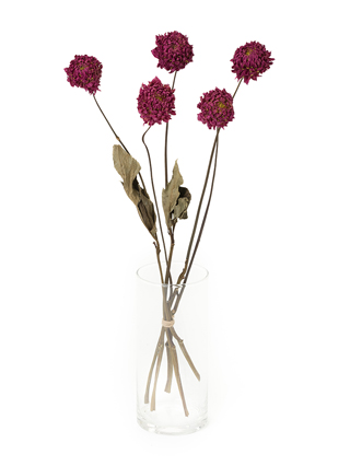 【ドライ】ダリア　朝日てまり