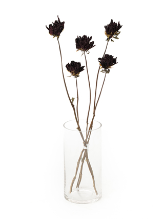 【ドライ】ダリア　黒蝶