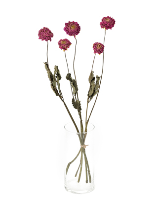 【ドライ】ダリア　ミッチャン