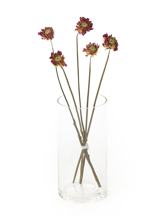 【ドライ】ダリア(ピンク)　品種おまかせ