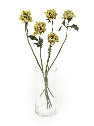 【ドライ】ダリア　イエロークォーツ