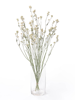 【ドライ】スプレーデルフィニウム ピクシーホワイト