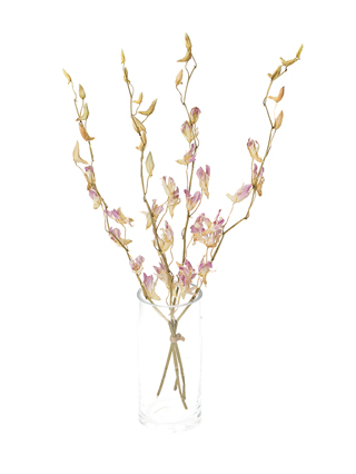 【ドライ】デンファレ(ピンク)　品種おまかせ