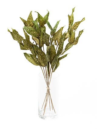 【ドライ】ドラセナ ゴッドセフィアナ