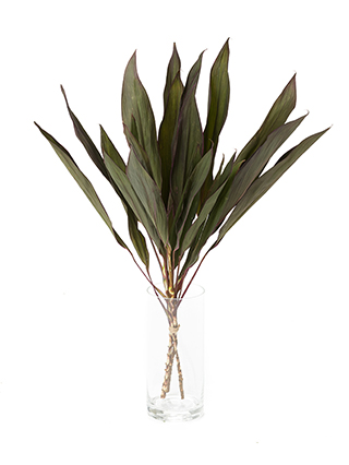 【ドライ】ドラセナ　コーディラインレッド