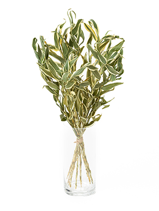 【ドライ】ドラセナ サンデリアーナホワイト