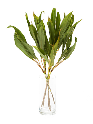 【ドライ】ドラセナ コーディラインスノーホワイト