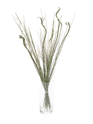 【ドライ】エニシダ　セッカエニシダ