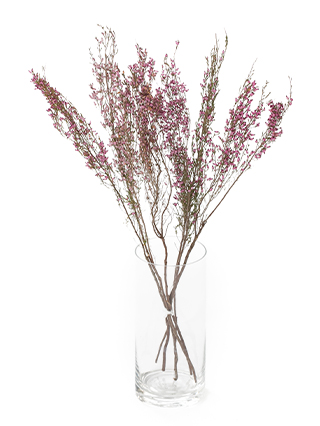 【ドライ】エリカ　デリシオーサ