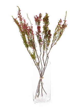 【ドライ】エリカ　エリカバカンス